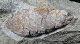 D, Oligocene Aged Fossil Pine Cone - Germany #31376-2